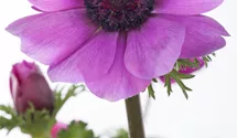 Garten-Anemone