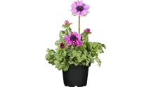 Garten-Anemone