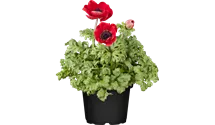 Garten-Anemone